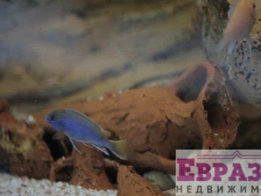 Большая современная вилла в Дженовичи - Черногория - Херцег-Нови - Герцег Нови, фото 8