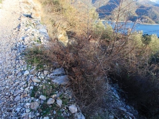 Земельный участок в Каменари - Черногория - Херцег-Нови - Герцег Нови, фото 3