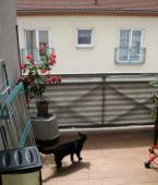 Квартира - Германия - Саксония - Косвиг, фото 1