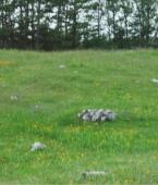 Земельный участок - Черногория - Жабляк - Жабляк, фото 4