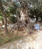 Квартира - Черногория - Улцинская ривьера - Улцинь, фото 11