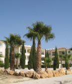 Квартира - Кипр - Южное побережье - Хлорака, фото 2