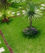 Вилла - Португалия - Мадейра - Мадейра, фото 3